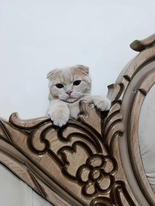 Кошка очень хорошая кошка мужичок