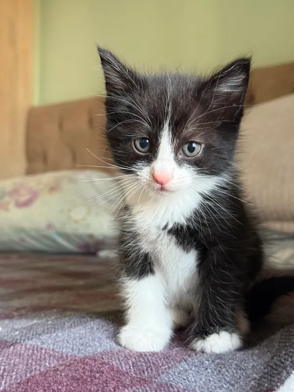 Котята в добрые руки — фото 4