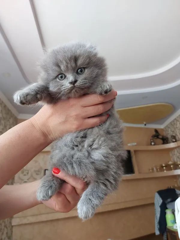 Кошки. Мушукчалар 4 Кошки. Мушукчалар 4