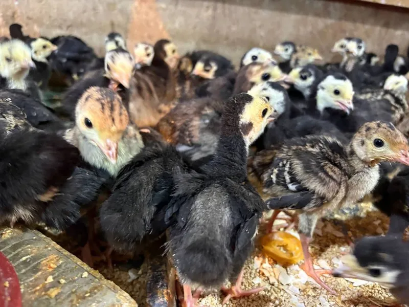 Pekin favarit goz tisarka jojalarin birinchi qol — фото 6