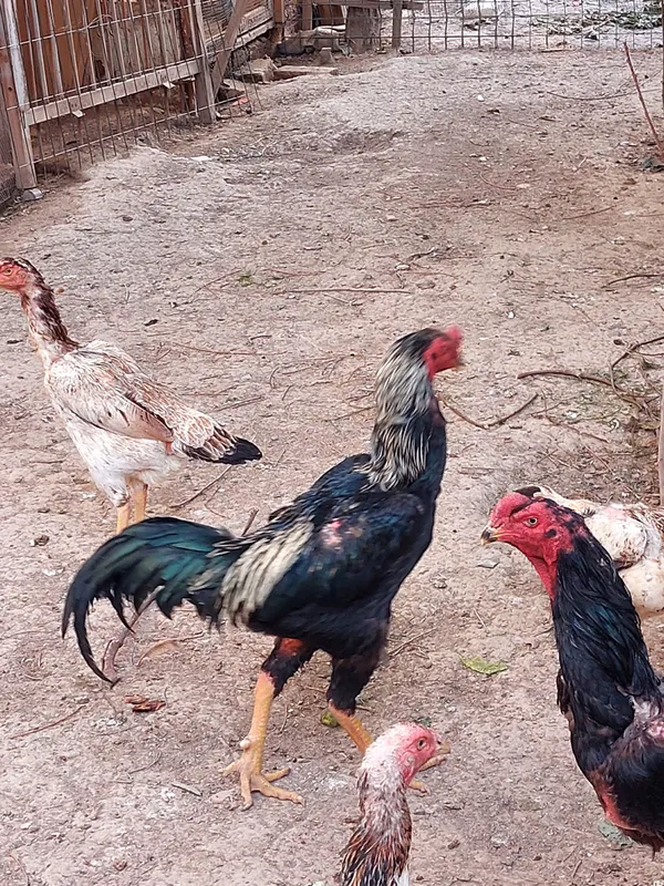 Boboqi xoroz tovuqlari bilan sotaman — фото 1