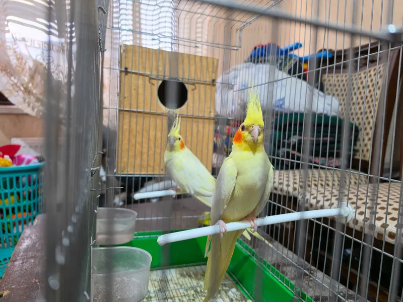 Popugay Corella para qafasi va uychasi bilan 1
