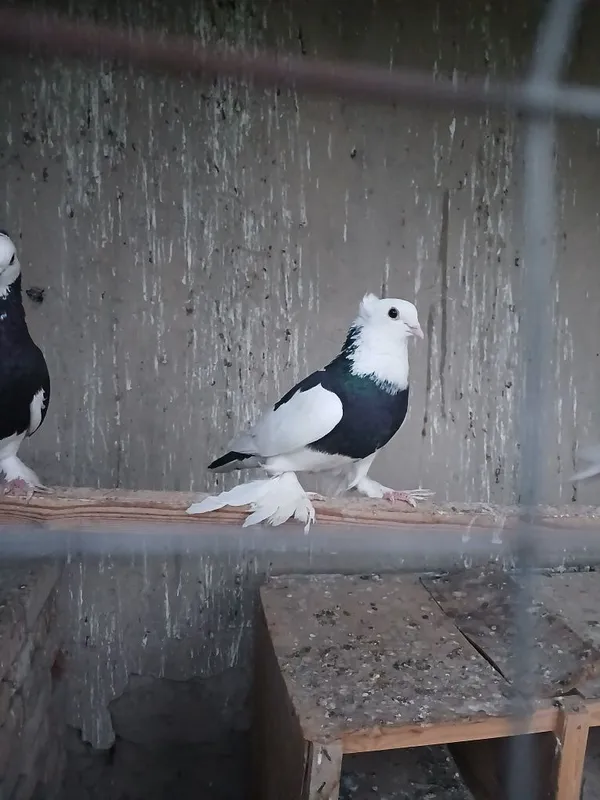Kabutar Haka Parcha tig‘ 2