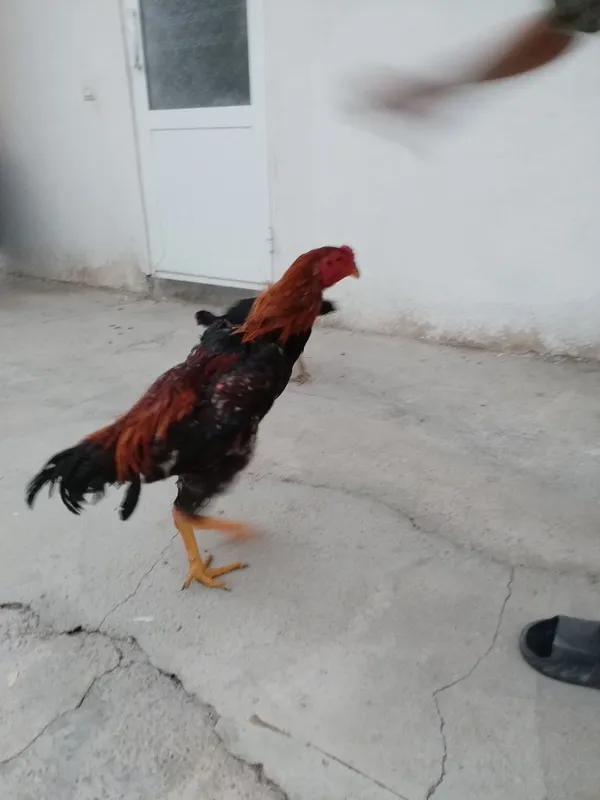 Xoroz sotiladi narx 500 ming