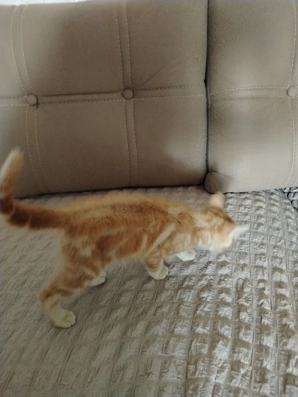 Котик примерно 1,2 месяца домашний не огресивный девочка прывыфки нету Котик примерно 1,2 месяца домашний не огресивный девочка прывыфки нету