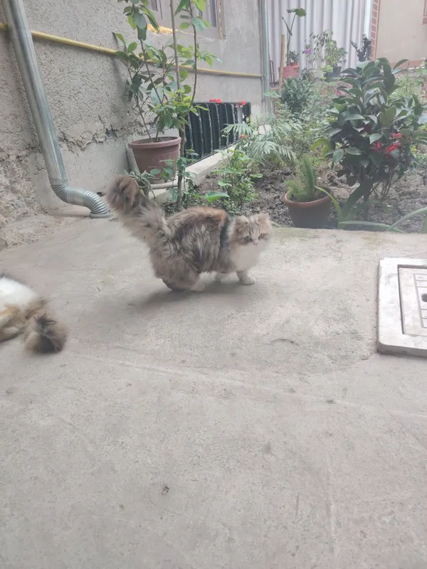 mushuk sotilad ayol erkak homilador