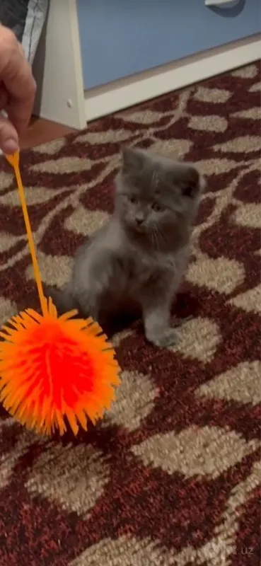 Котята: мальчик и девочка 1 Котята: мальчик и девочка 1