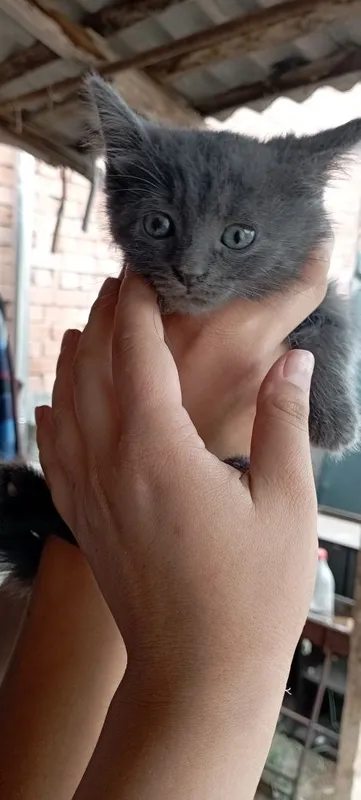 Продаются котята породы БРИТАНЕЦ — фото 3