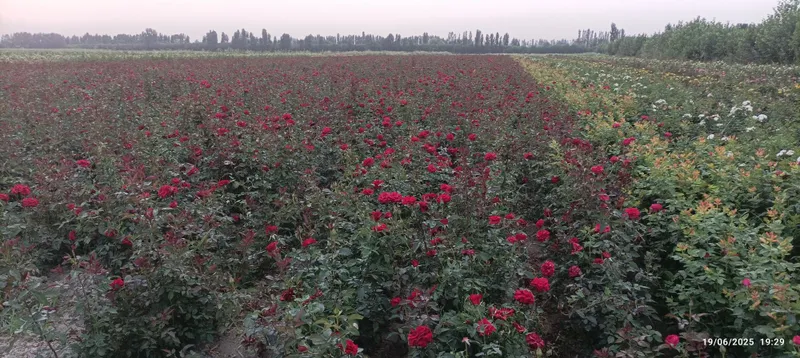 Atirgul koʻchatlari bor sotiladi 16 hil tayor pachkalap koʻmilgan — фото 3
