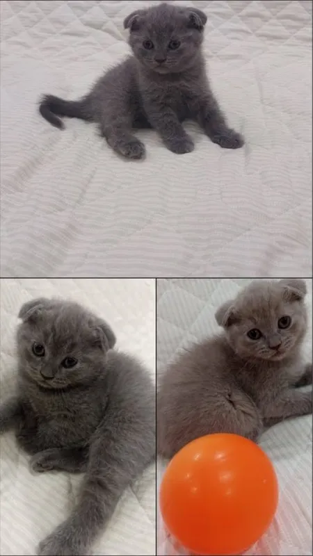 Котята породы Скоттиш-фолд 1 Котята породы Скоттиш-фолд 1