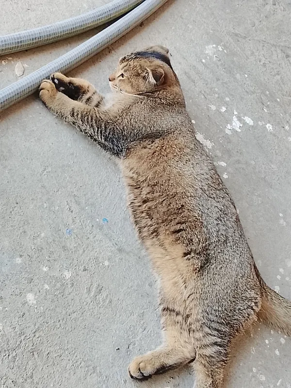Шотландский фолд, котёнок, 5 месяцев 2