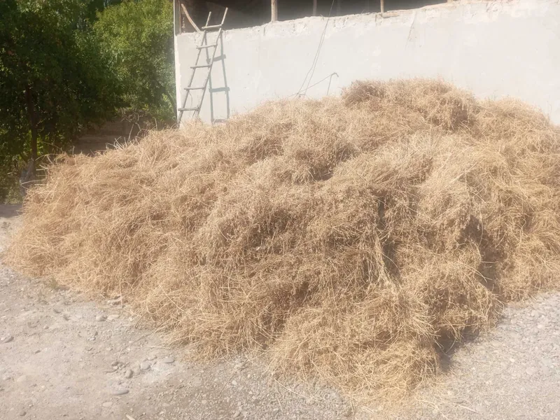 Beda poya quruq holatda 1 Beda poya quruq holatda 1