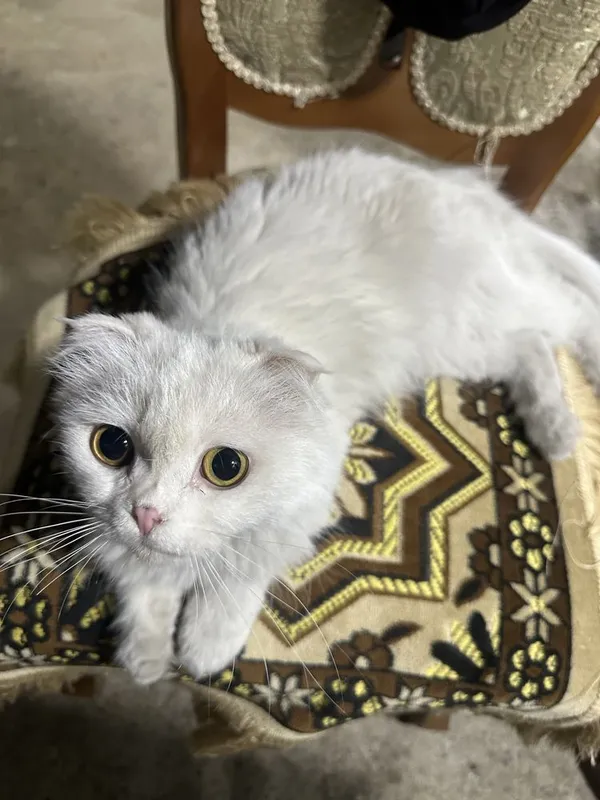 Scottish fold zotli mushuk