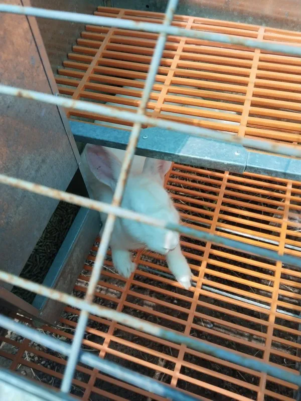 Quyon ini va quyonlar sotiladi. 3 Quyon ini va quyonlar sotiladi. 3