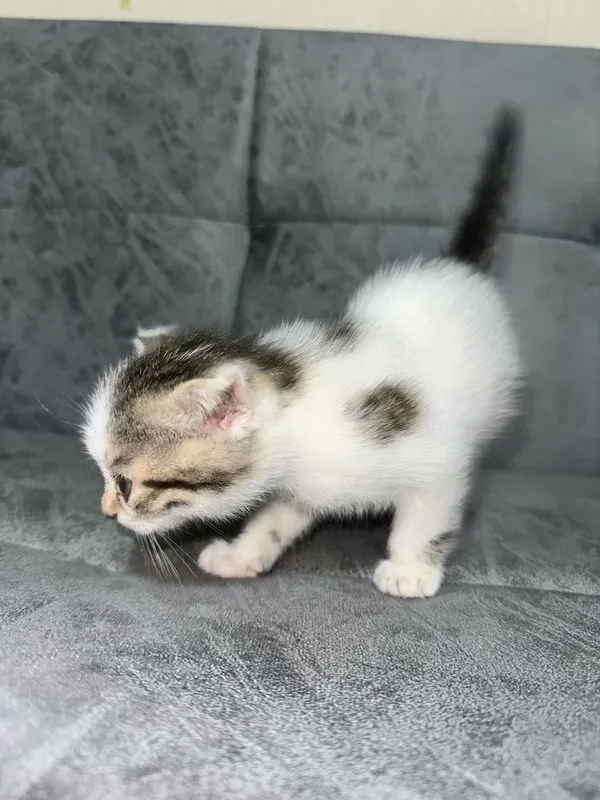 котята 1,5 месяца скоттиш страйт домашние уже кушают сами 3 котята 1,5 месяца скоттиш страйт домашние уже кушают сами 3