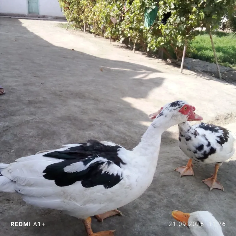Indu utka sotiladi