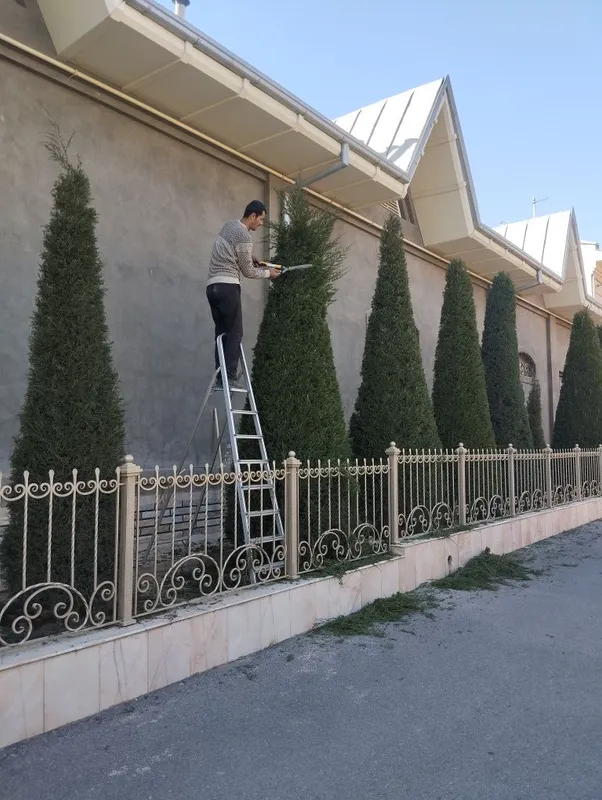 Archa kisish dorilash xizmati bor — фото 4