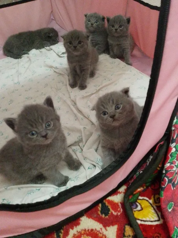 Шотландские вислоухи котята