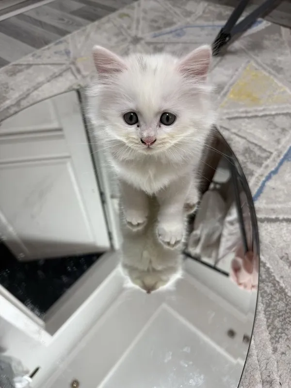 Котик шиншилла Фолд 2 месяцев 4 Котик шиншилла Фолд 2 месяцев 4
