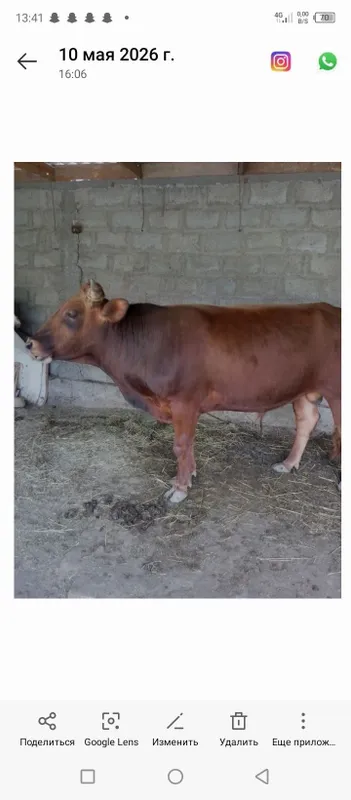 Buqa sotiladi juda yaxshi boqilgan