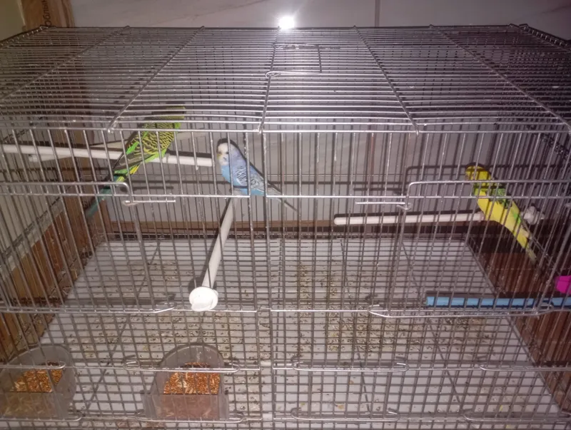 papugay 4