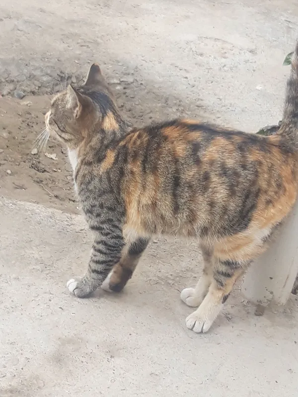 Uyda ishlab chiqarilgan jinsiy aloqa mashinasi