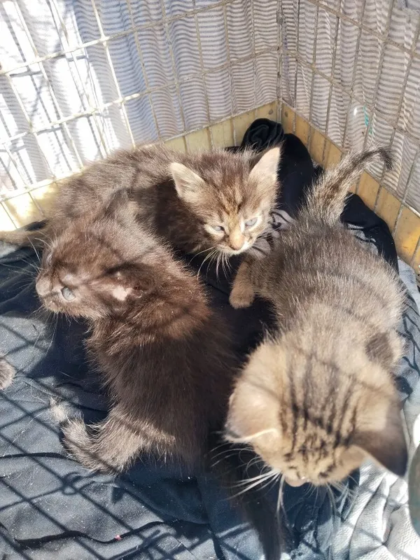 Отдам в хорошие руки котят. Мать приблуда. Принесла 6 котят. Отдам . — фото 5 Отдам в хорошие руки котят. Мать приблуда. Принесла 6 котят. Отдам . — фото 5