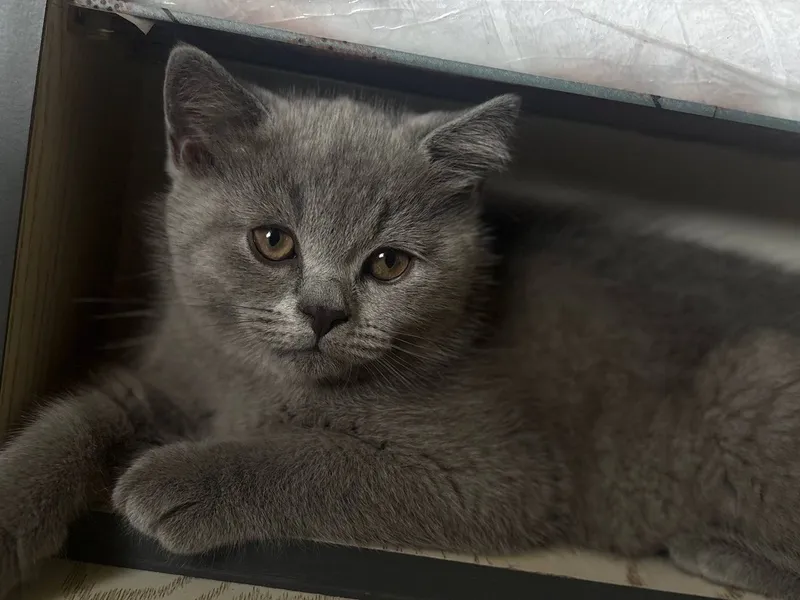 Милые, сладкие котята.