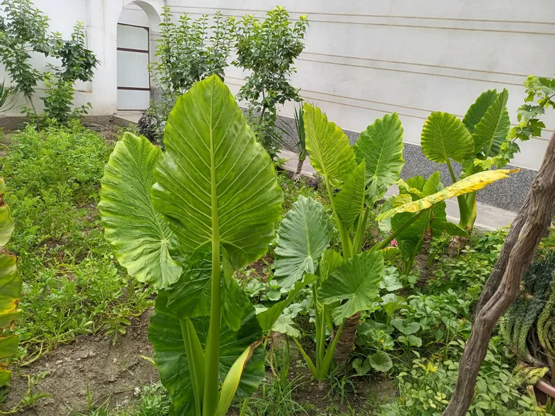 Крупные растения Alocasia («Ухо слона») 1 Крупные растения Alocasia («Ухо слона») 1
