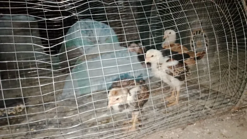 Dakan jujasi ikta xuroz ikkita mokyoni bor Dakan jujasi ikta xuroz ikkita mokyoni bor
