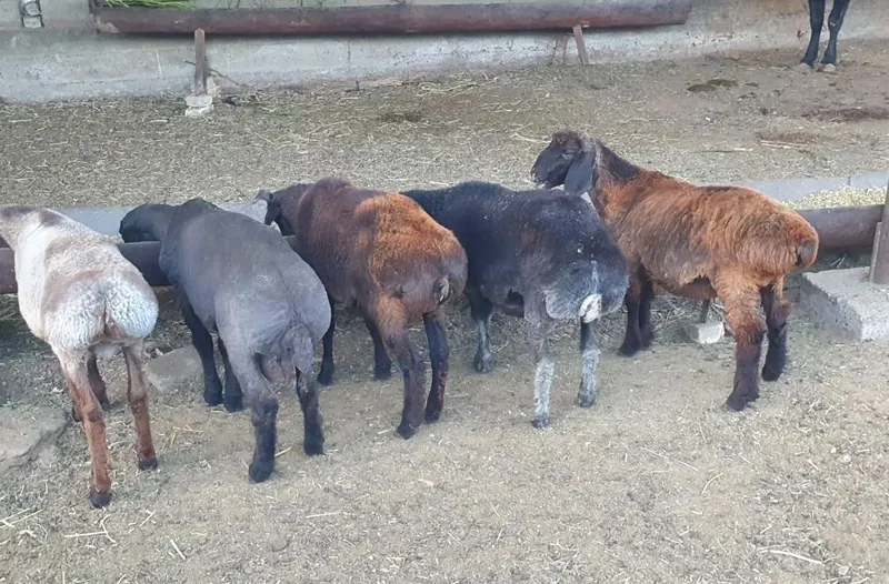Yeb ichish soģliģiga garantiya 3