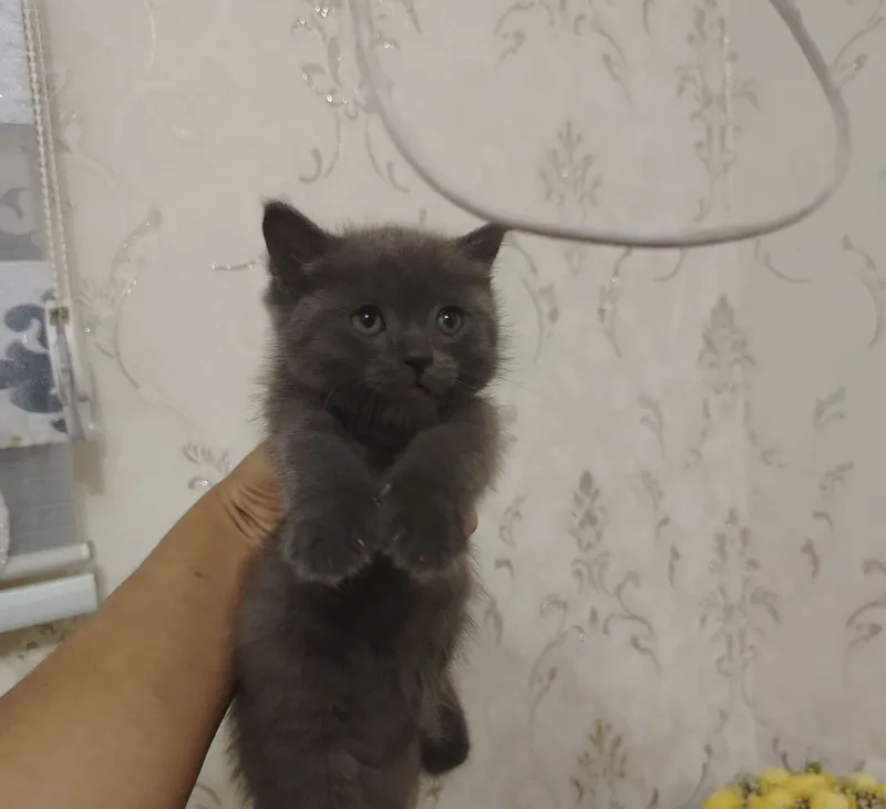 Кошки продаются недорого 5