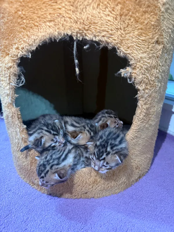 Бенгальские котята — фото 3