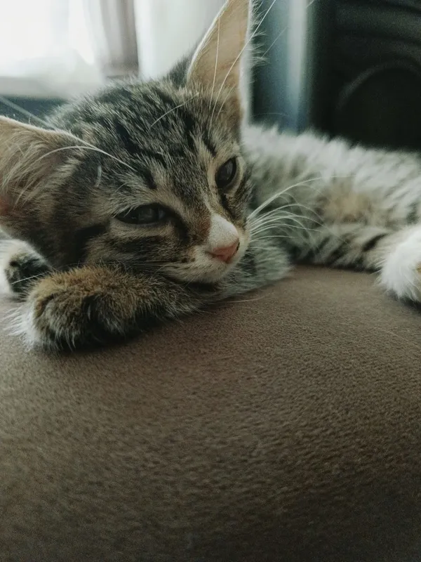 Котята бесплатно