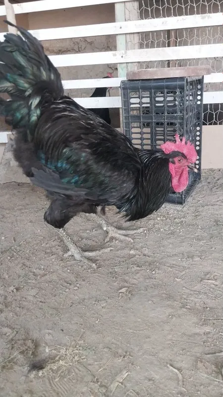 Tuxum qora shagzoda jersi tuxum 2