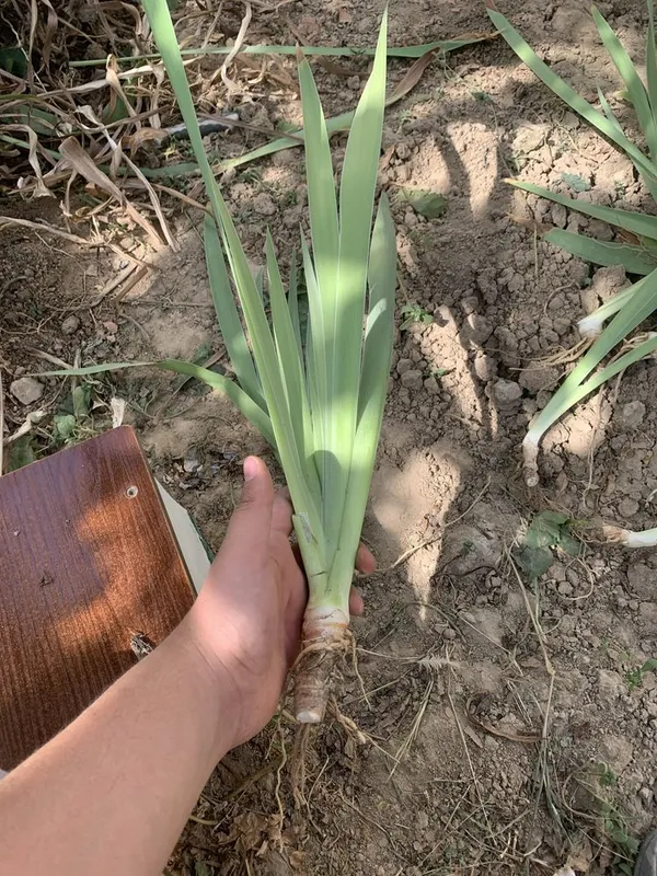 Iris gul bozor narxidan arzonga 1 Iris gul bozor narxidan arzonga 1