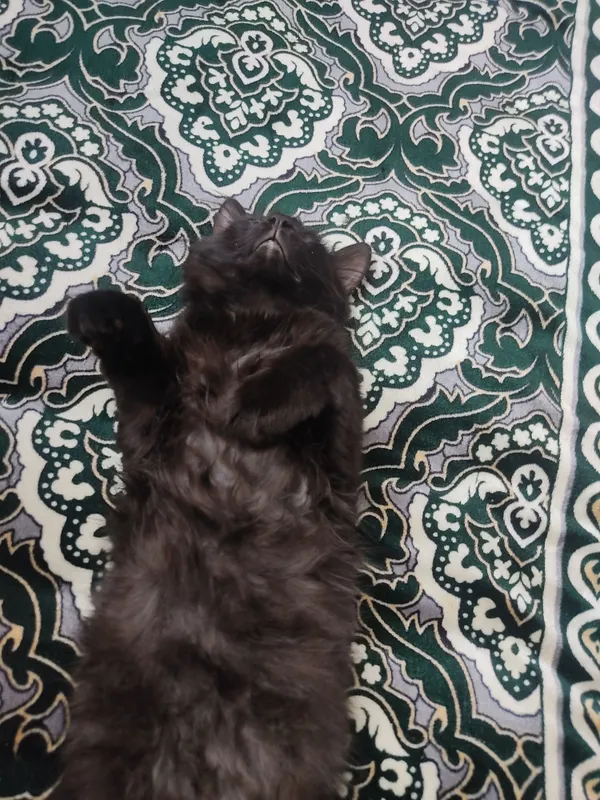 Demestic longhair mushuk