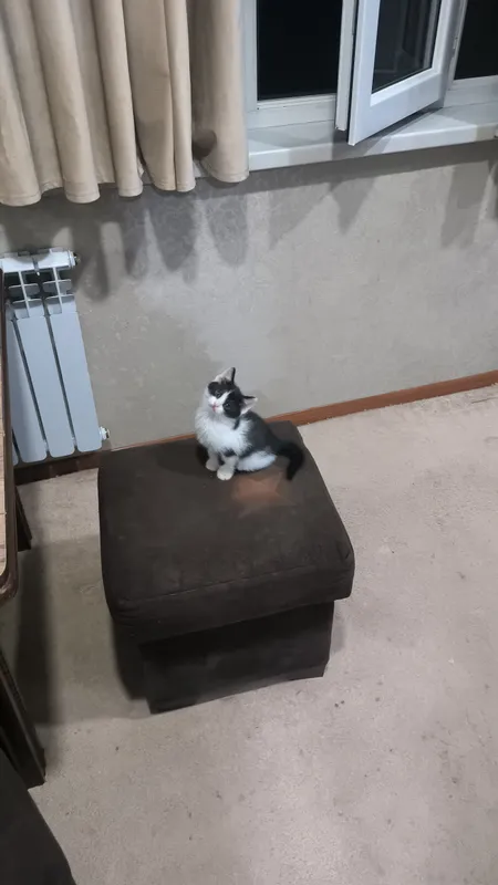 животные, котята — фото 1