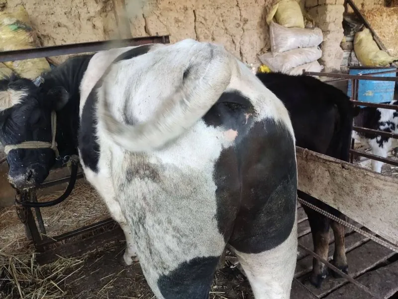Sotiladi buqa kotta