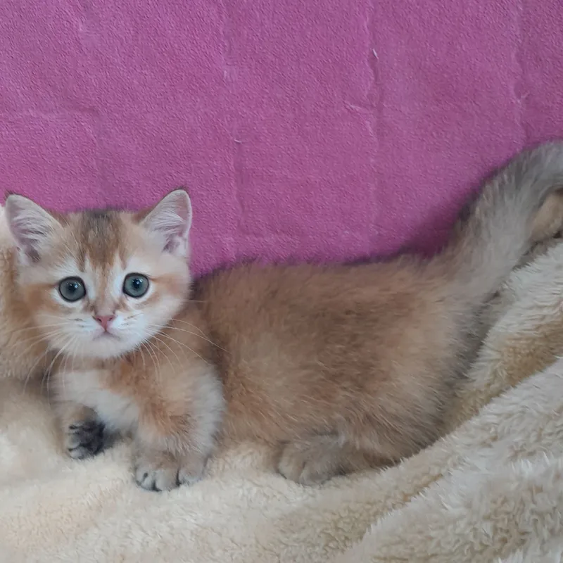 Ajoyib, juda kalta oyoqli munchkin, oltin chinchilla 4