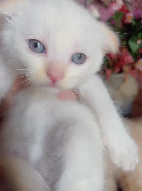 Продам породистых котят Мама:скотиф фолд Папа шотландский скотиш Страй — фото 3