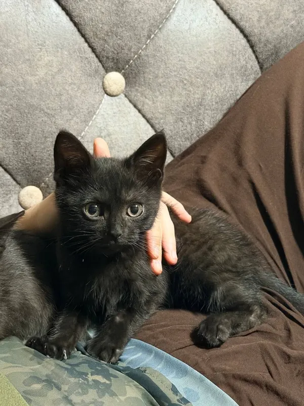 Котята в добрые руки 1 Котята в добрые руки 1