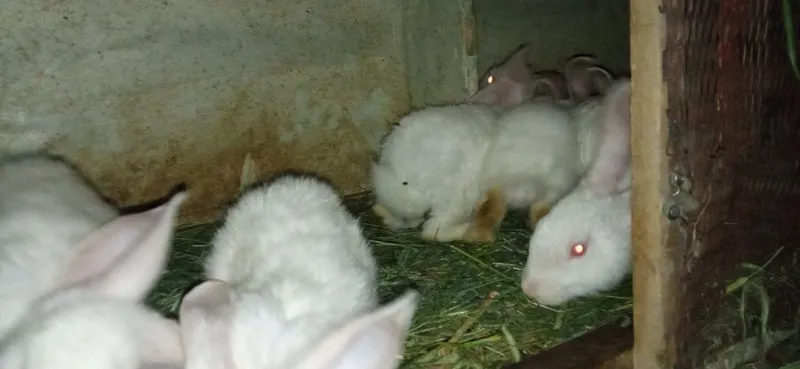 Quyon bolalari 2oylik 3 Quyon bolalari 2oylik 3