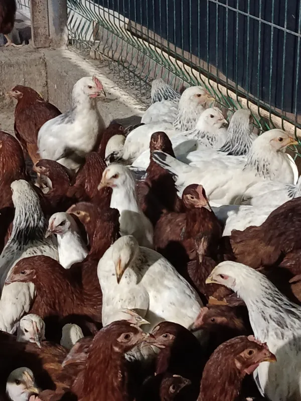 Продам курей молотки Доминант и Адлер