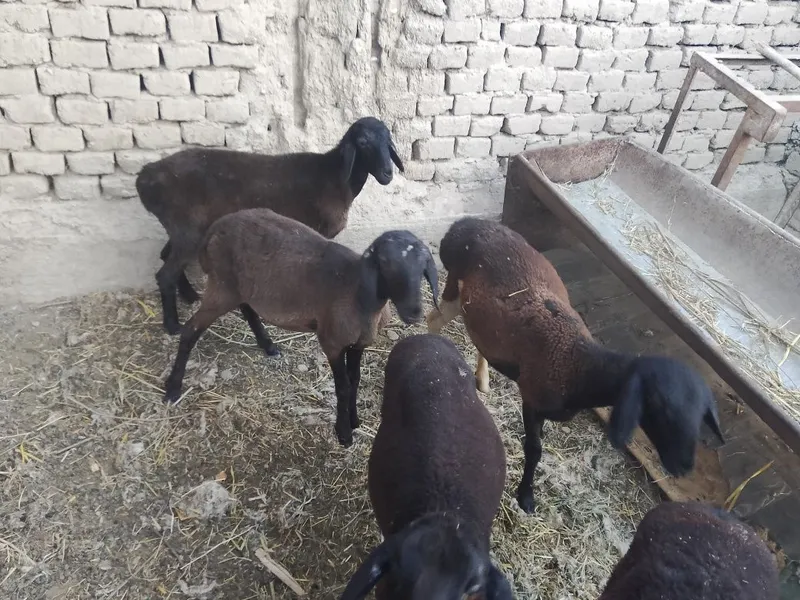 Hisori qoʼylar 5 dona 3 Hisori qoʼylar 5 dona 3