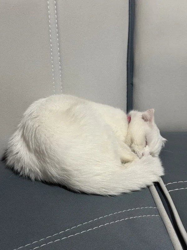 Продается кошечка и 5 котята , цена за всех — фото 7