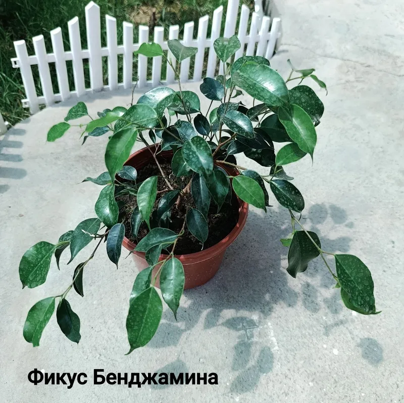Продаются комнатные цветы 6 Продаются комнатные цветы 6