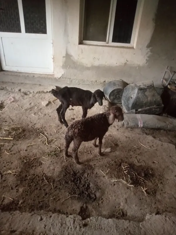 2 q6chqor barra sotiladi 3