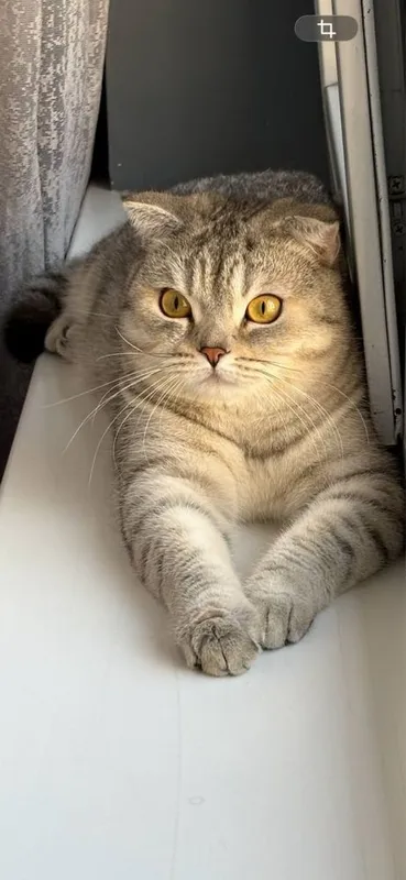 Шиншилла - Скотиш ПРОДОНА