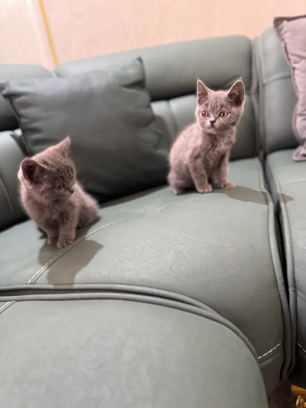 Котята породистые
